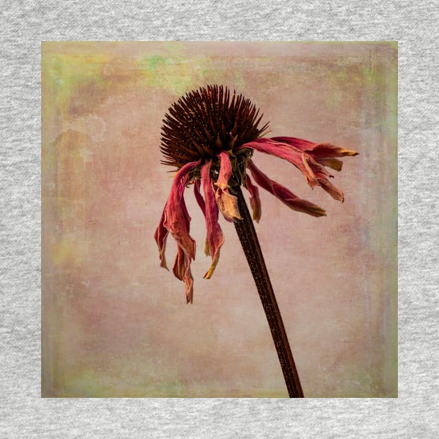 Wilted Weathered Coneflower by photogarry